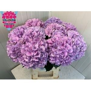 Hydrangea macrophylla Royal Benefit (roze)
