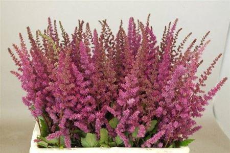 Astilbe 'Maggie Daley'