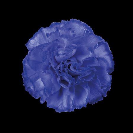 Dianthus standaard kleurbehandeld H%