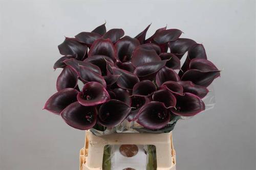 Zantedeschia 'Cantor'