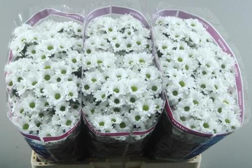 Chrysanthemum (Indicum Grp) tros santini AAA Lassie