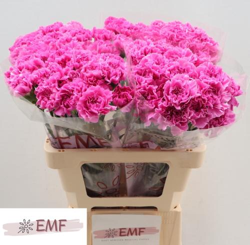 Dianthus standaard 'Farida'