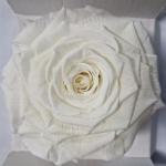 3b3c2ef9-57fb-4135-8cfa-e90e4e78aff4.jpg