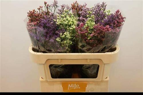 Limonium sinensis Diamond gemengd