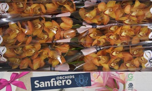 Cymbidium grootbloemig 'Mighty Brown  Arancia'