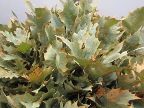 Quercus rubra kleurbehandeld H%
