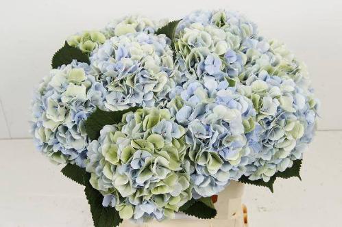 Hydrangea macrophylla 'Verena' (blauw classic)
