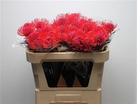 Leucospermum 'Naomi' kleurbehandeld H%