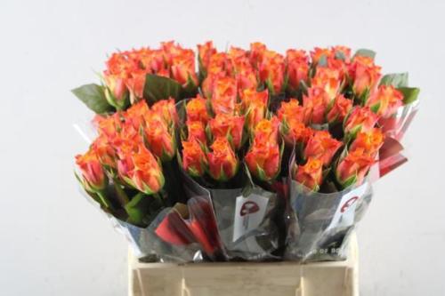 Rosa grootbloemig Mariyo!