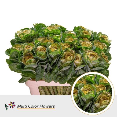 Brassica oleracea kleurbehandeld H%