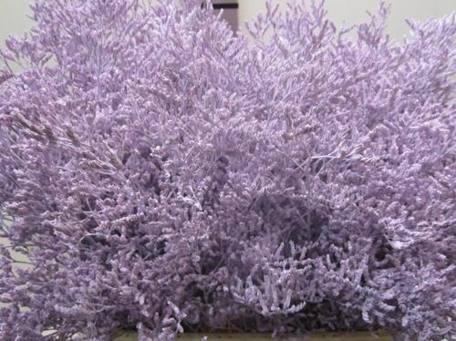 Limonium overig kleurbehandeld H%