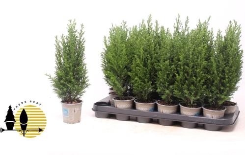 Chamaecyparis lawsoniana 'Ellwoodii'