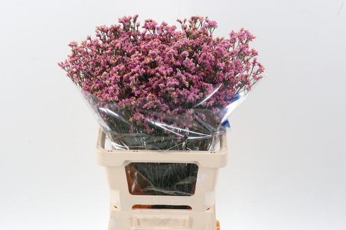 Limonium sinensis Anouchka Diamond
