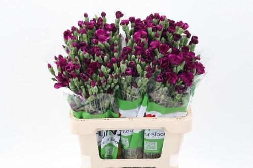Dianthus tros overig