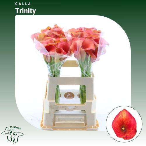 Zantedeschia 'Captain Trinity'