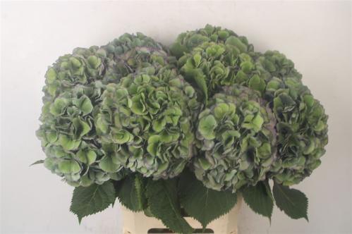 Hydrangea macrophylla Royal Palace (classic)