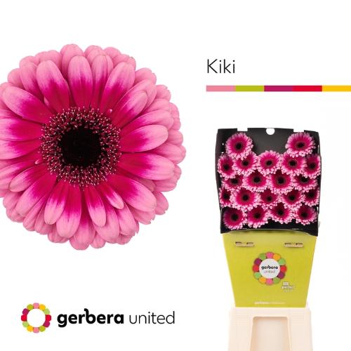 Gerbera mini Kiki