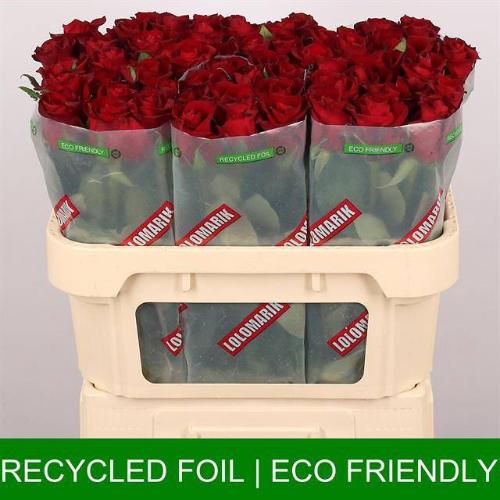 Rosa grootbloemig Ever Red