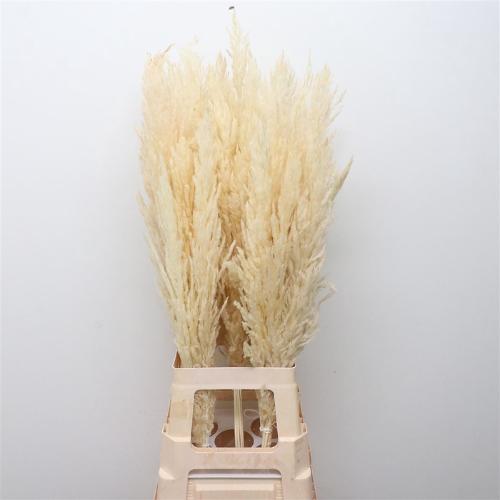 Cortaderia overig