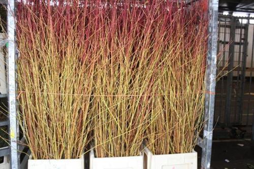 Cornus sanguinea 'Winter Beauty'