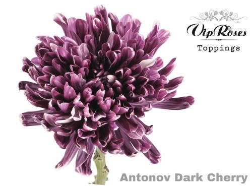 Chrysanthemum (Indicum Grp) geplozen Antonov kleurbehandeld H%