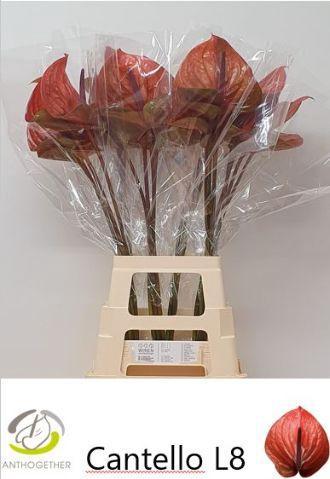 Anthurium (Andreanum Grp) Cantello