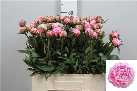 Paeonia Lactiflora Grp 'Sarah Bernhardt'