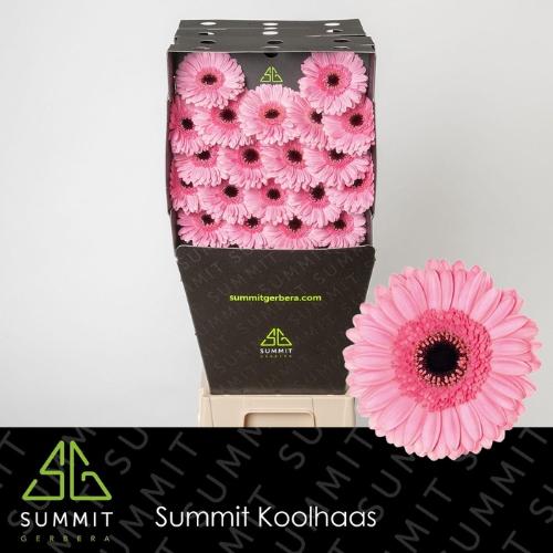 Gerbera mini 'Maeve'