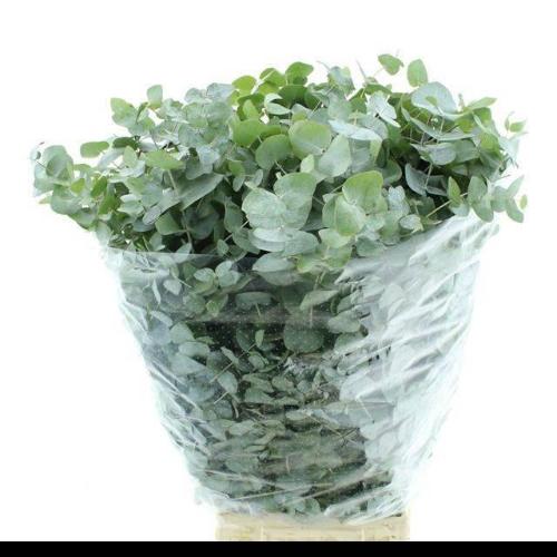 Eucalyptus per bos cinerea