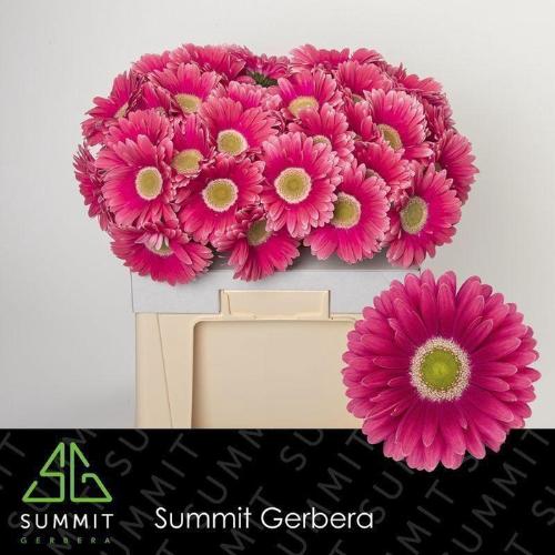 Gerbera grootbloemig 'Unique'