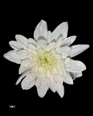 Chrysanthemum Indicum Grp tros kas kleurbehandeld H%