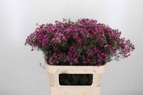 Chamelaucium uncinatum 'Grand Jupiter'