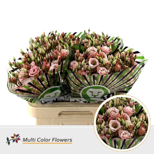 Eustoma russellianum enkel kleurbehandeld H%