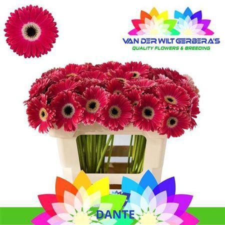 Gerbera mini Dante