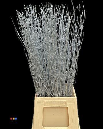 Betula per bos kleurbehandeld