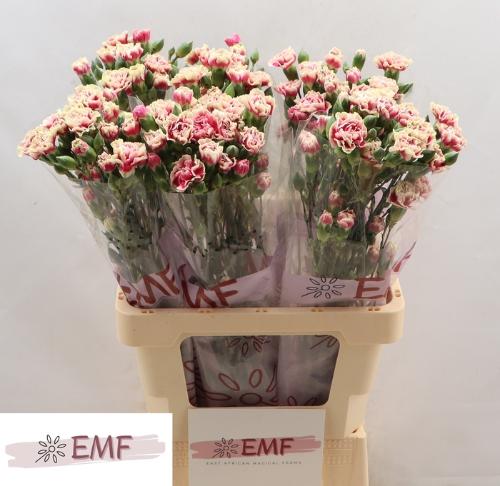 Dianthus tros Spring+