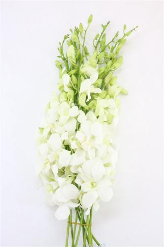 Dendrobium 'Madame Pompadour Wit'