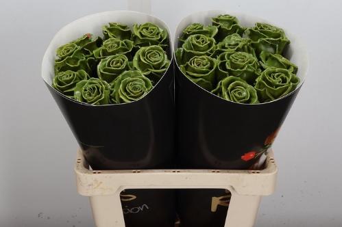 Rosa grootbloemig gewaxt H%