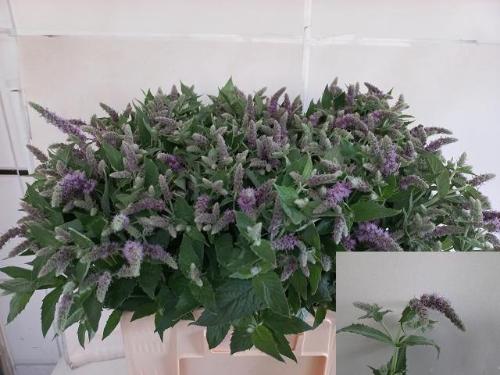 Mentha 'Silver Queen'