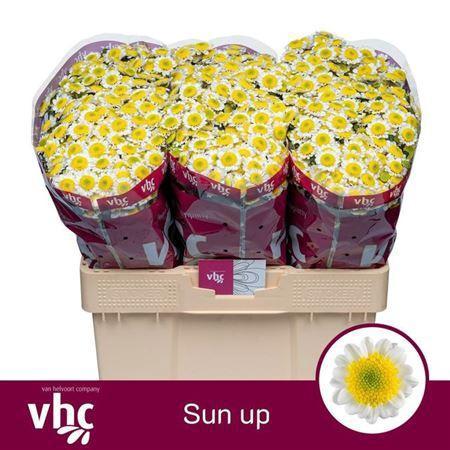 Chrysanthemum Indicum Grp tros santini 'Sun Up'