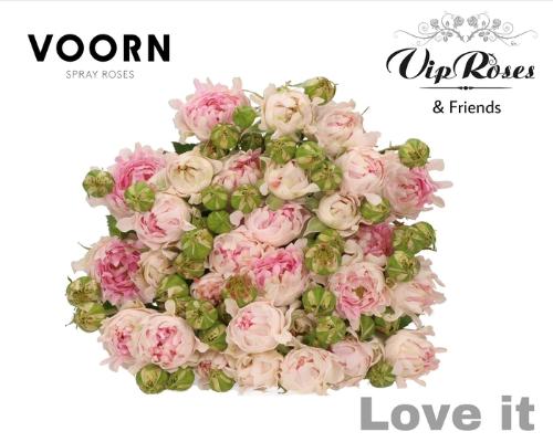 Rosa tros #Love It