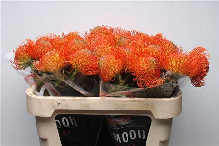 Leucospermum cordifolium 'Neena'