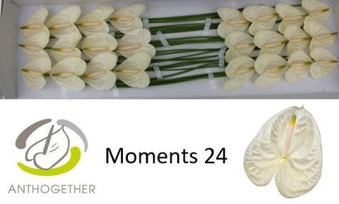Anthurium Andreanum Grp Moments
