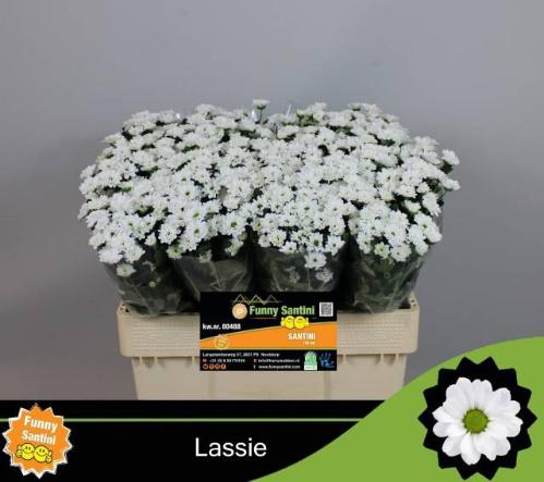 Chrysanthemum (Indicum Grp) tros santini AAA Lassie