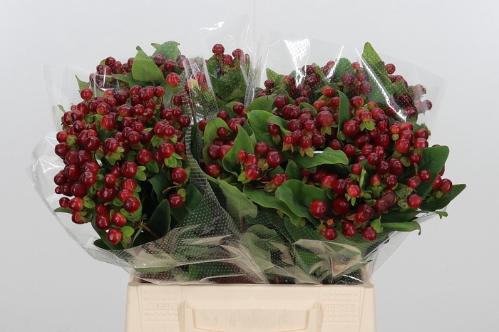 Hypericum x  inodorum Magical Cherry