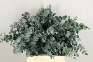 Eucalyptus cinerea
