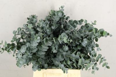 Eucalyptus cinerea