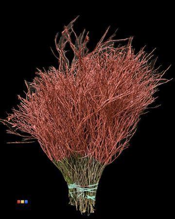 Vaccinium kleurbehandeld H%