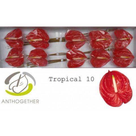 Anthurium Andreanum Grp 'Tropical'