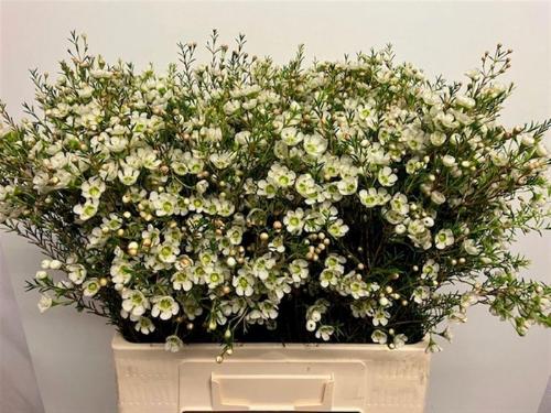 Chamelaucium megalopetalum 'Sirius'